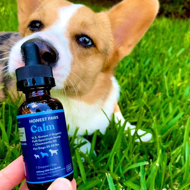 How to make CBD Dog Treats at home? – 4 easy Recipes and CBD Oils recommendation